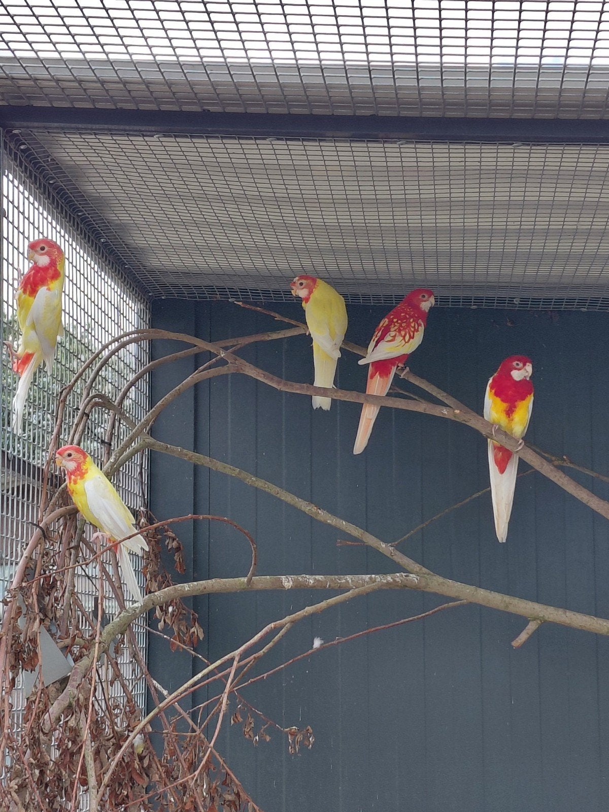 0-0-1 jonge  lutino prachtrosella, Dieren en Toebehoren, Vogels | Parkieten en Papegaaien, Meerdere dieren, Parkiet