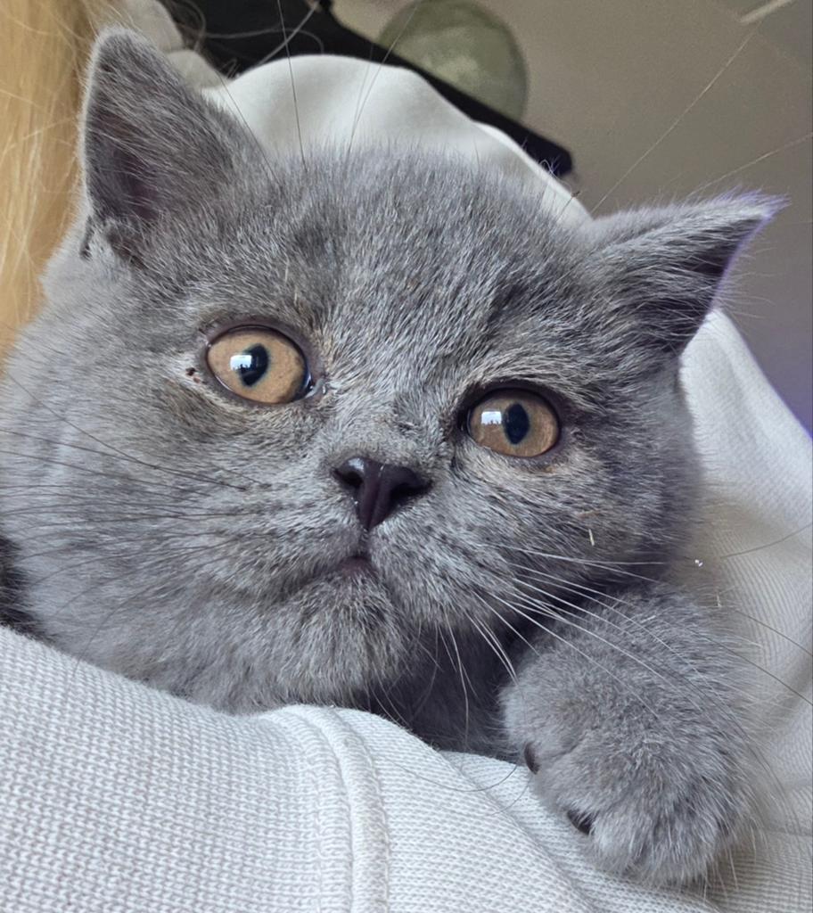 Lieve Britse Korthaar kittens, Dieren en Toebehoren, Katten en Kittens | Raskatten | Korthaar, Meerdere dieren, Ontwormd, 0 tot 2 jaar