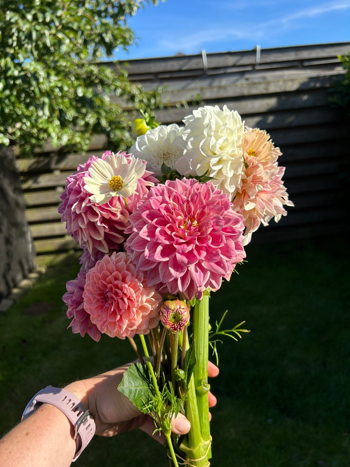 Dahliaboeketten, Tuin en Terras, Bloembollen en Zaden, Ophalen, Volle zon, Knol