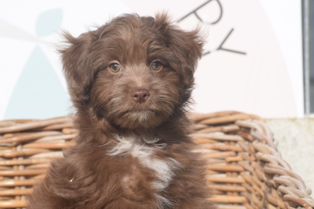 Havanezer pups nieuw nestje, 15 weken tot 1 jaar, Overige rassen, Buitenland, Meerdere