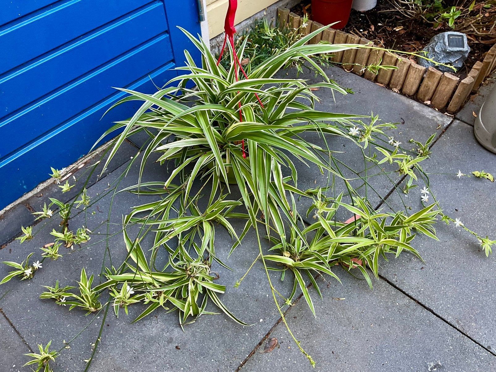 Kamerplant Graselie / Chlorophytum, Tuin en Terras, Ophalen, Vaste plant, Overige soorten, Halfschaduw