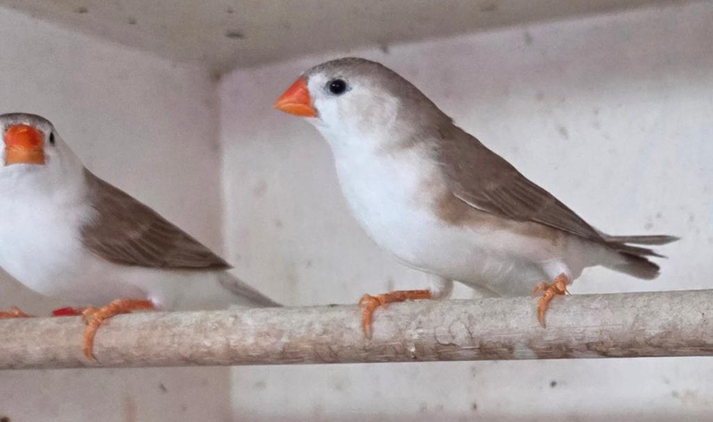 Zebravinken, Dieren en Toebehoren, Vogels | Overige Vogels, Meerdere dieren, Tropenvogel, Geringd
