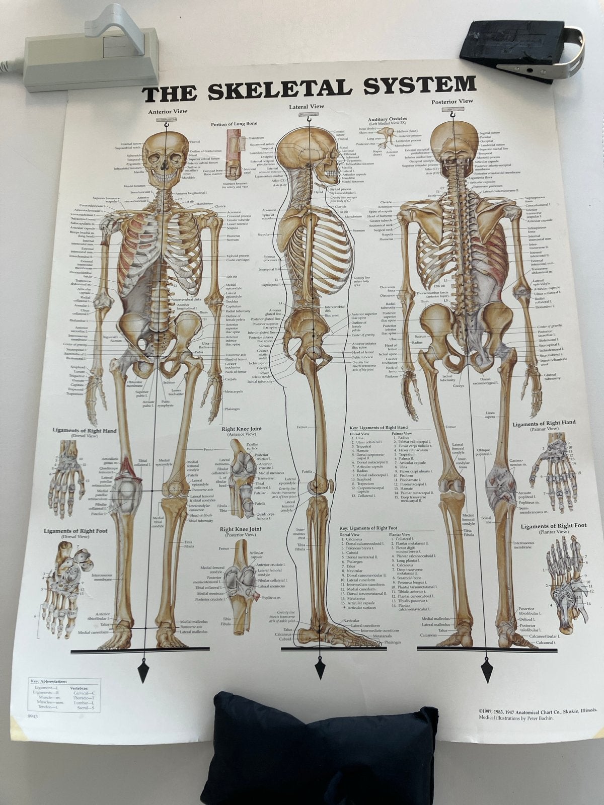 Het Skelet Systeem Anatomische Poster, Ophalen of Verzenden, Gebruikt, Overige typen