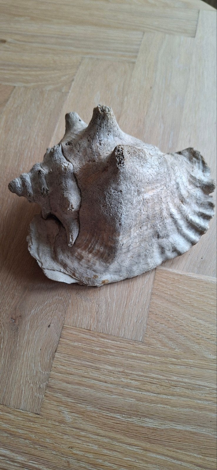 Zeer grote schelp - Uniek decoratiestuk, Ophalen of Verzenden