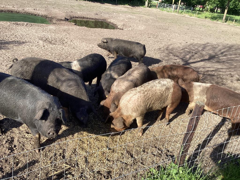 Husumer scharrel varkens prima onkruidverwijderaar of slacht, Dieren en Toebehoren, Meerdere dieren, Varken, 0 tot 2 jaar