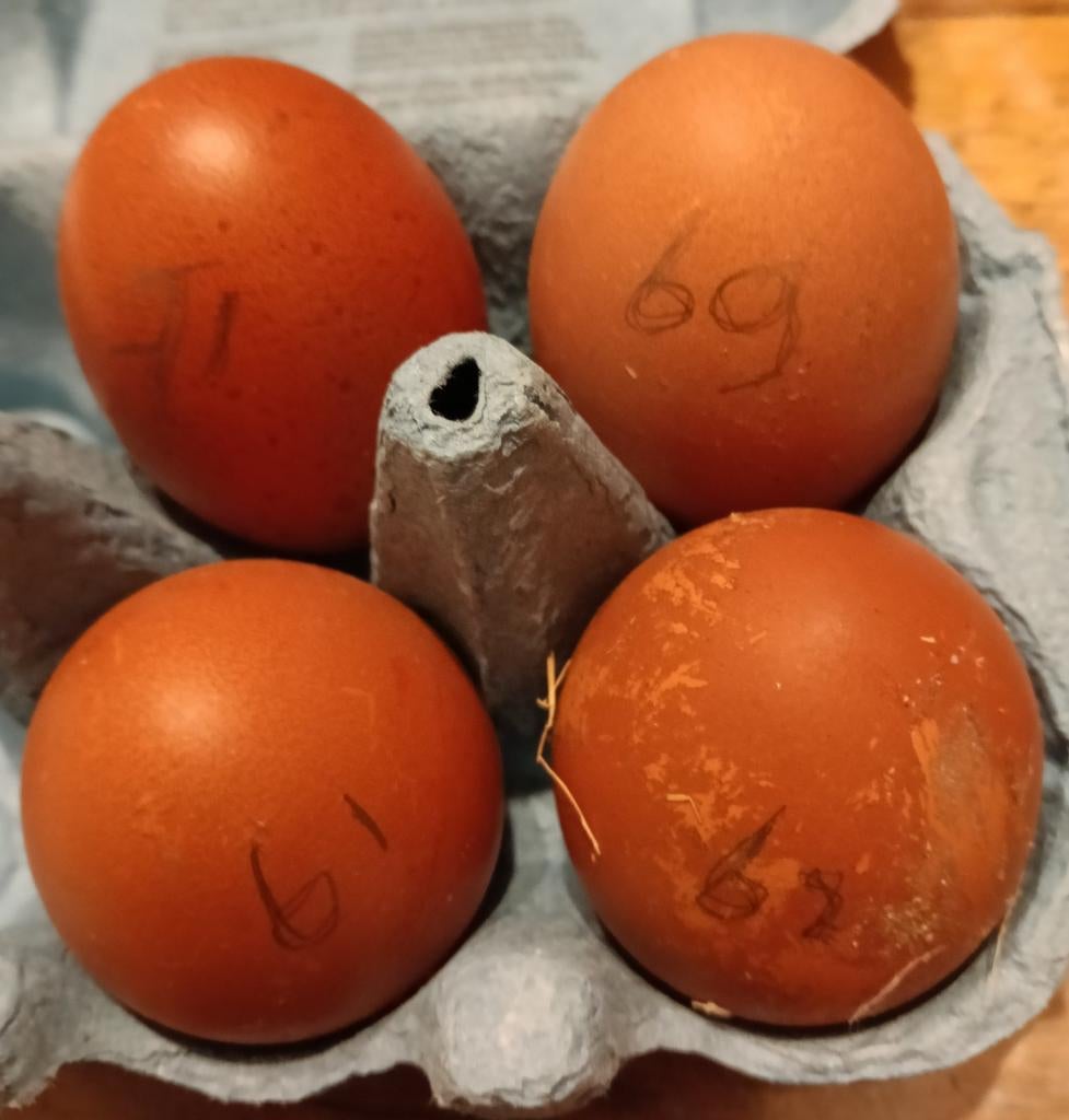 Diverse broedeieren., Dieren en Toebehoren, Pluimvee, Kip, Geslacht onbekend