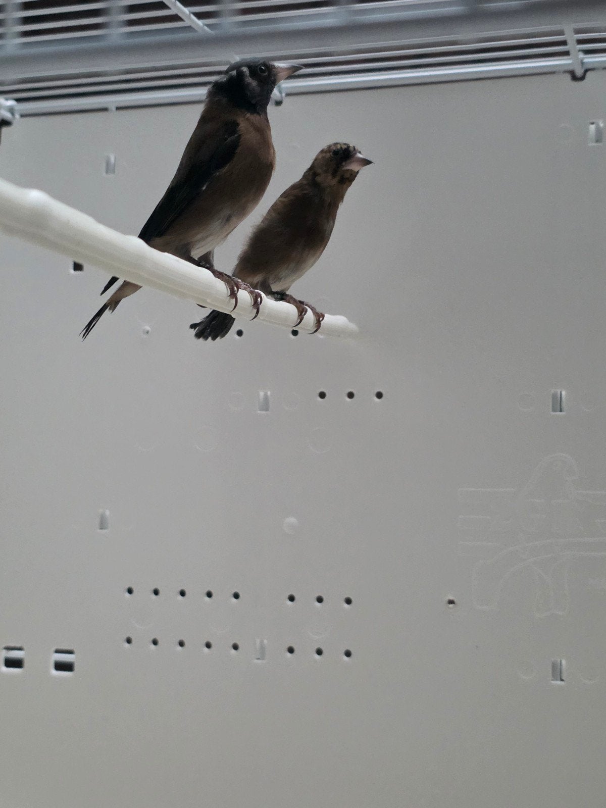 parva putters zwart, Meerdere dieren, Wildzangvogel, Geringd