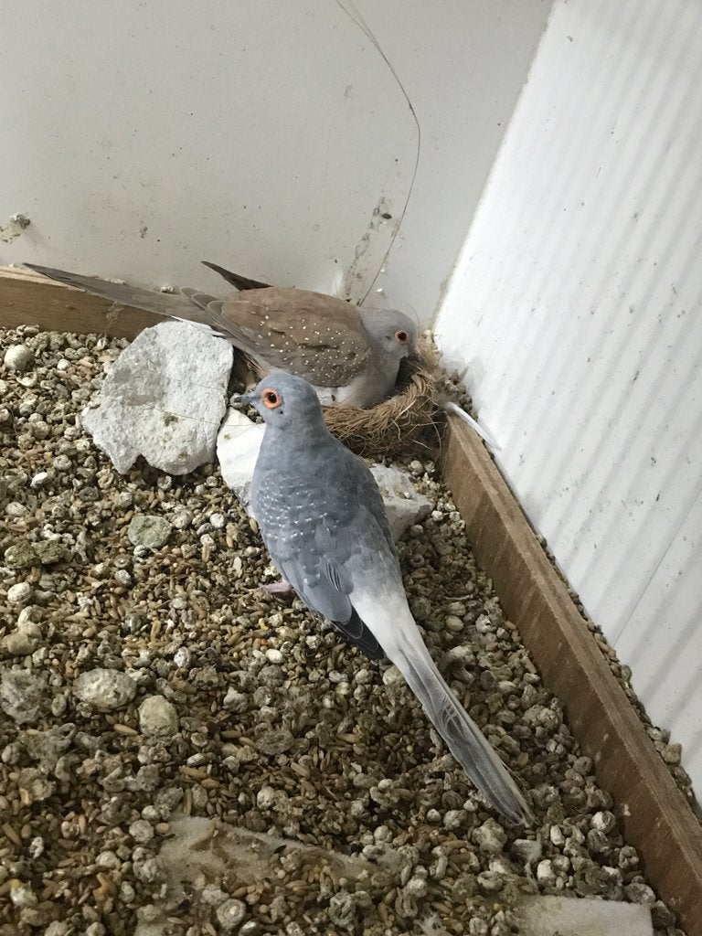 Koppel diamantduiven (ruilen mag met andere koppel soort), Dieren en Toebehoren, Meerdere dieren, Overige soorten