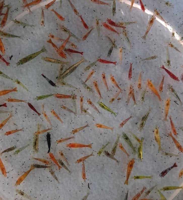 Garnalen festivalmix 🎉, Dieren en Toebehoren, Kreeft, Krab of Garnaal