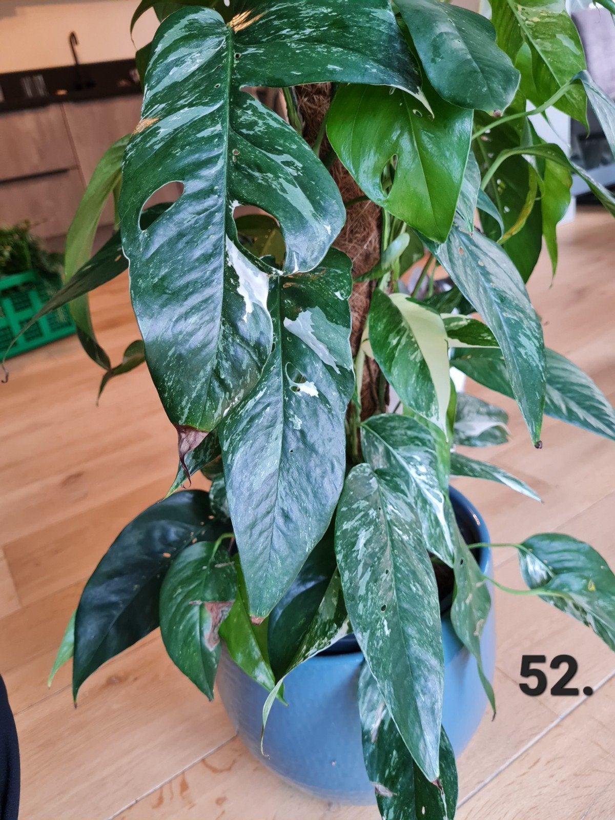 Philodendron epipremnum pinnatum Albo variegata, 140 cm hoog, Ophalen, Halfschaduw, Minder dan 100 cm
