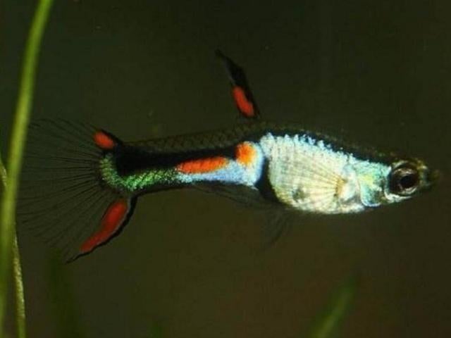 Endler guppen 10 voor 5,- of 25 voor 10,- o.a. El Silverado, Dieren en Toebehoren, Vis, Zoetwatervis, Schoolvis