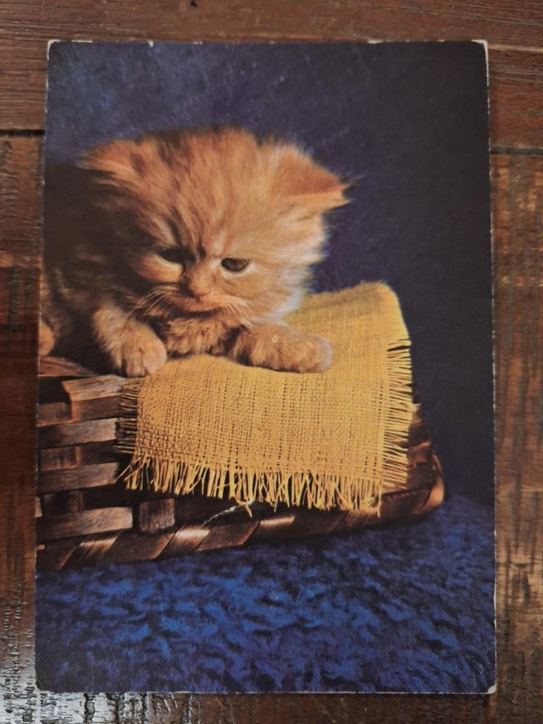 Dieren - Kat, Ophalen of Verzenden, Gelopen, Hond of Kat