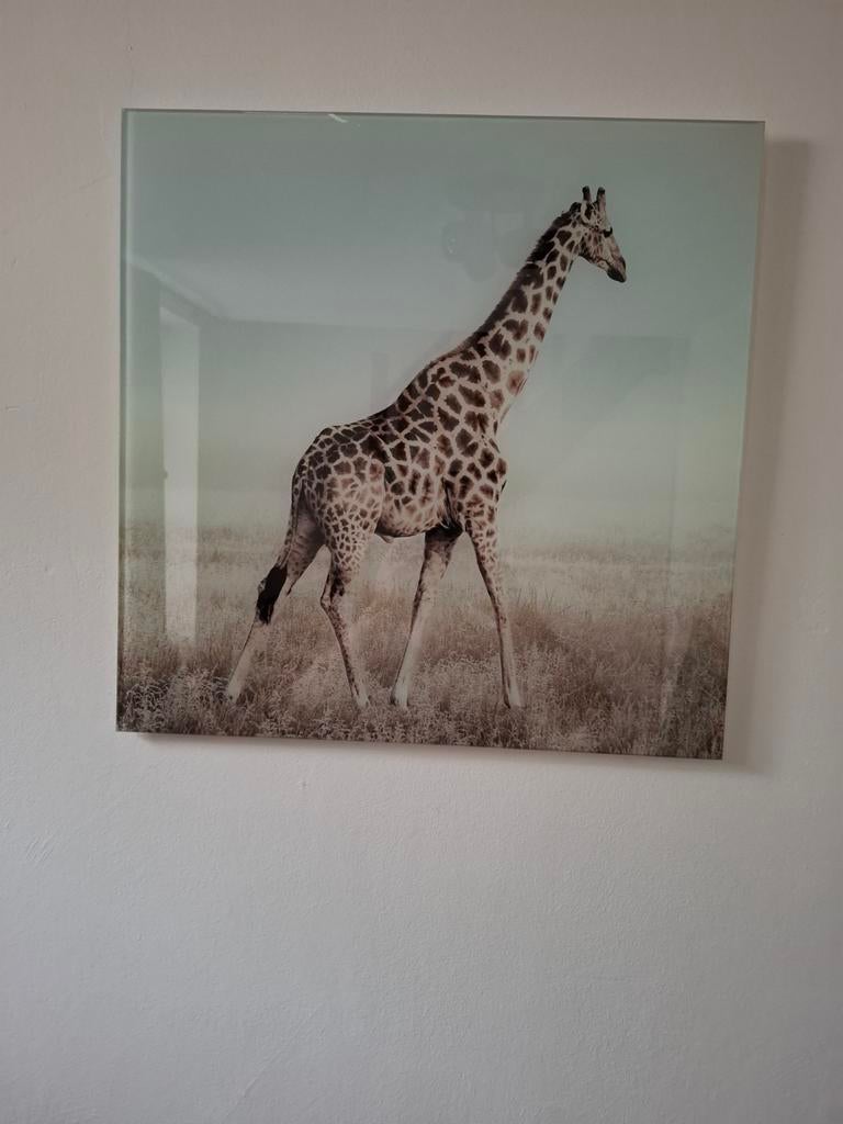 Wanddecoratie Giraffe - Glazen Plaat, Ophalen, Zo goed als nieuw, 50 tot 75 cm, Print