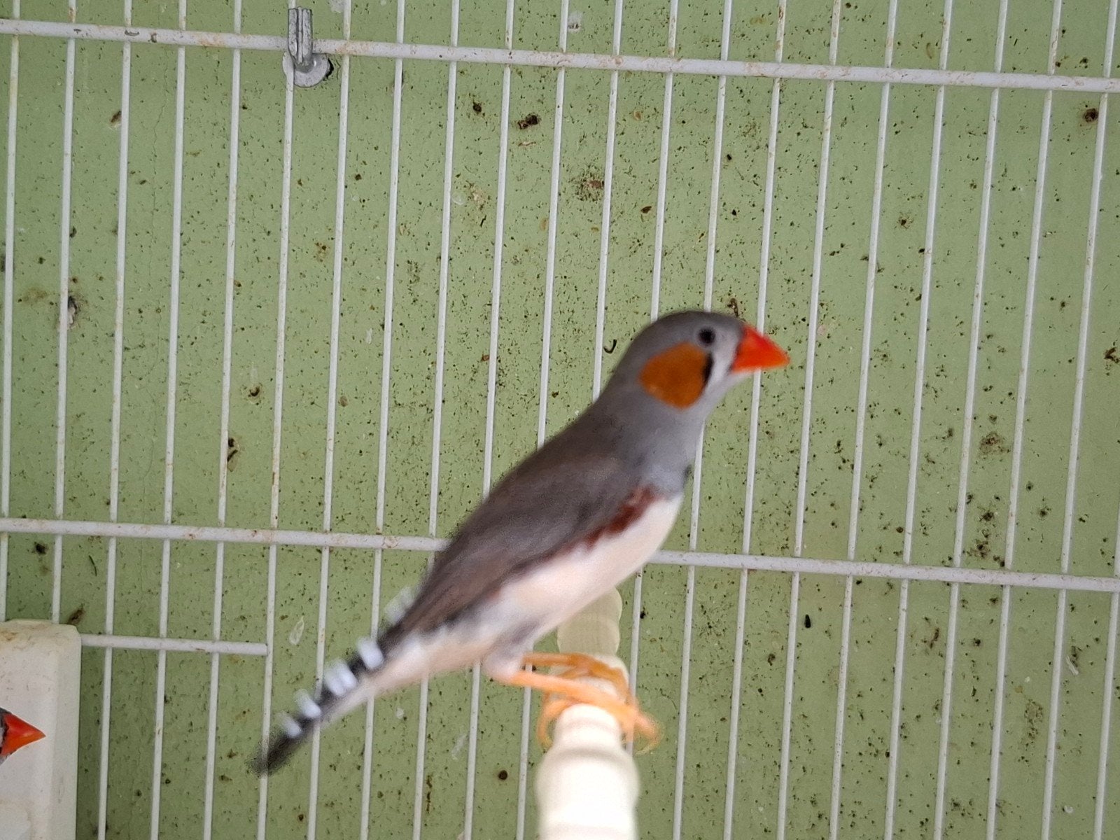 timorzebravinken, Meerdere dieren