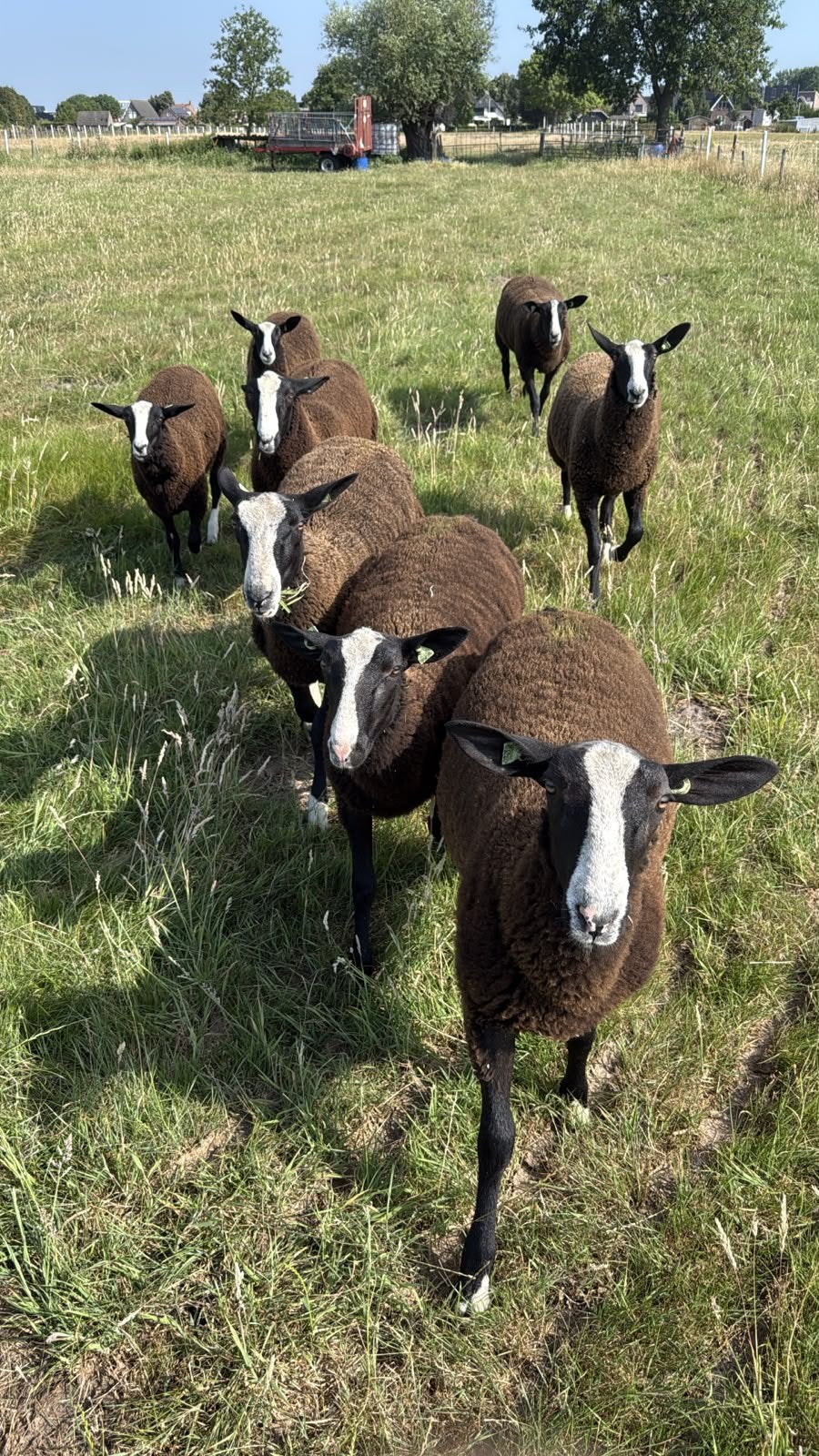 Jonge Zwartbles rammen en ooien te koop. Zwoegervrij, Meerdere dieren, Schaap