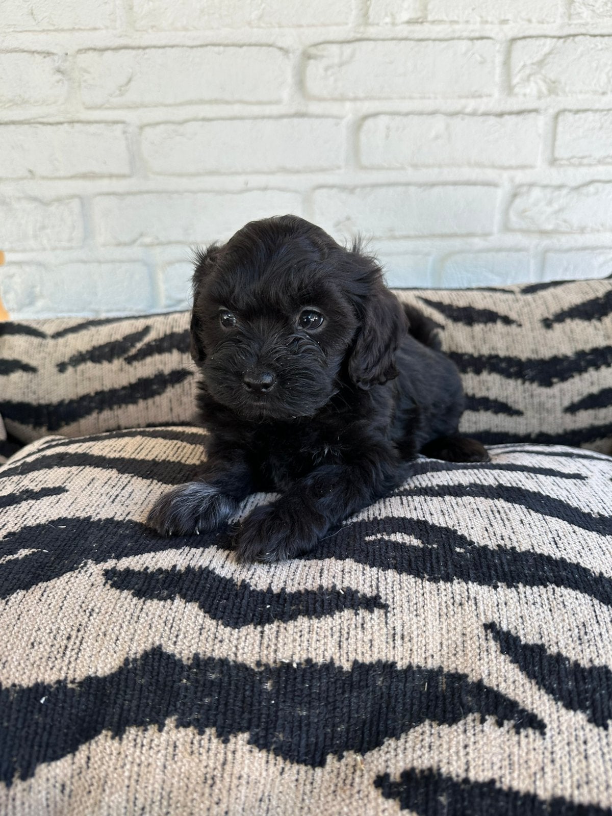 Boomer pups, maltezer x shitsu, Dieren en Toebehoren, Parvo, Nederland, Overige rassen, 8 tot 15 weken