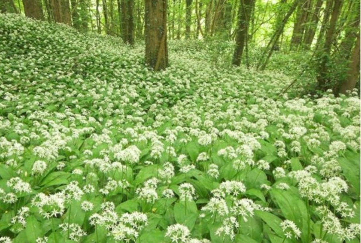 Onderbegroeing bos gezocht, Vaste plant, Ophalen of Verzenden, Halfschaduw, Kruiden