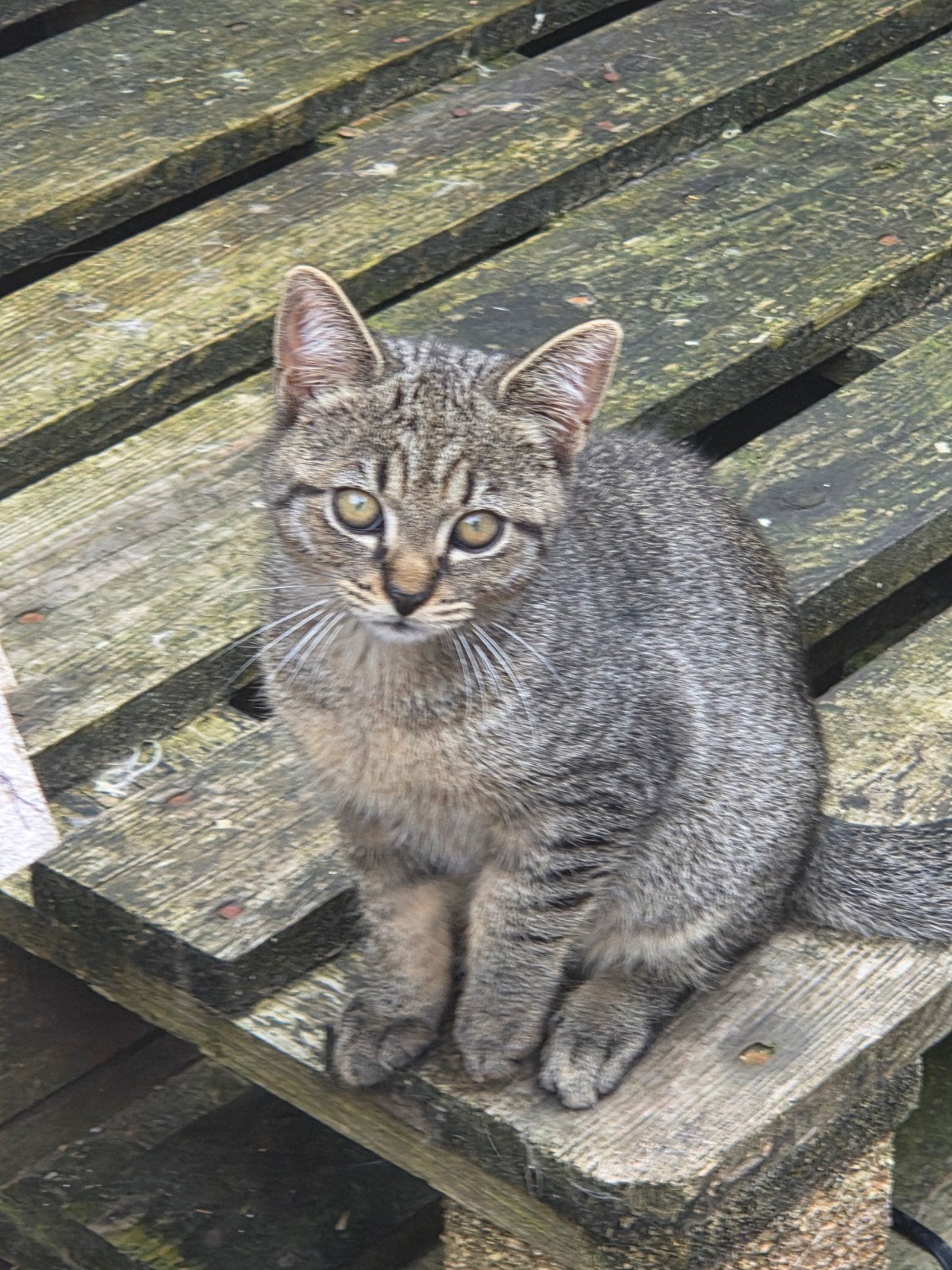 Lieve kittens, Meerdere dieren