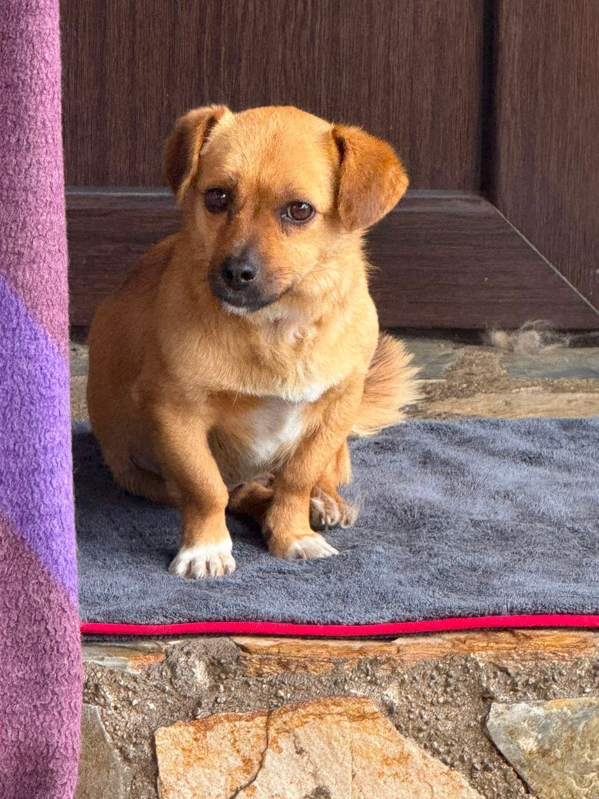 Teef Ronja herplaatser adoptie, Uitlaatservice