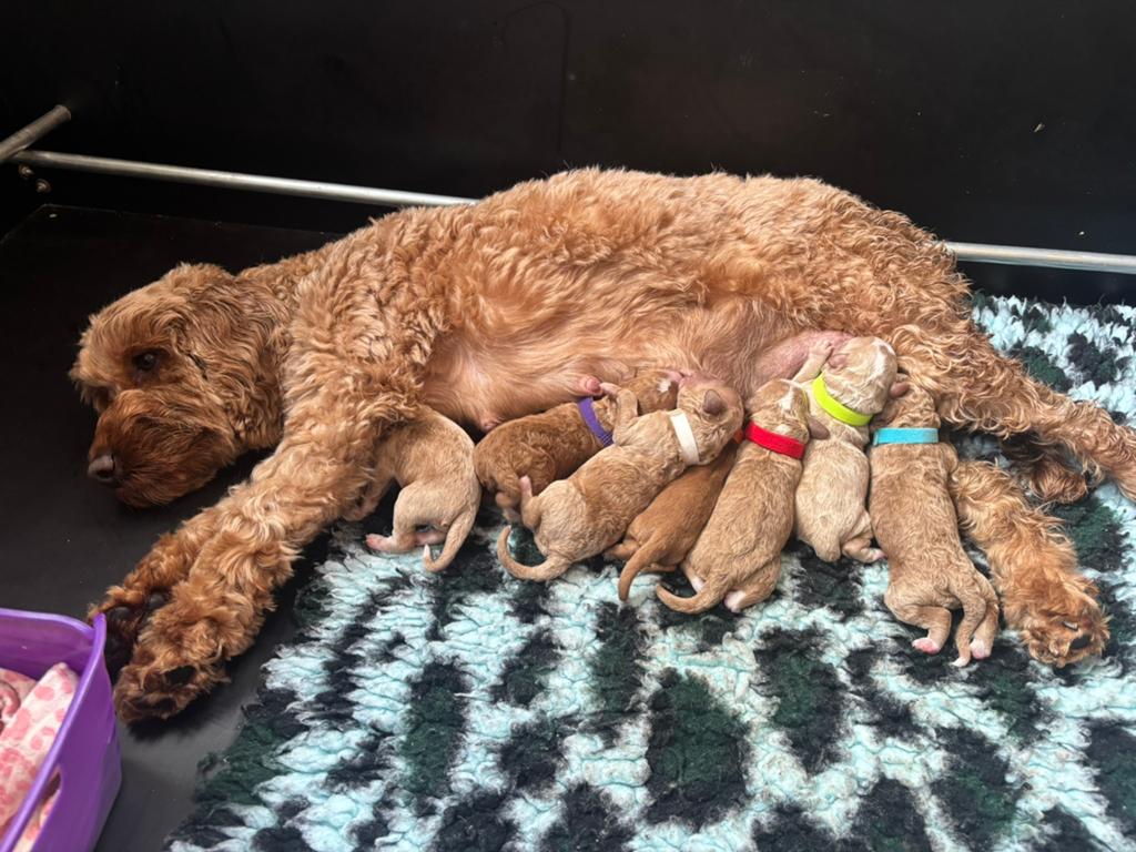 Nestaankondiging cockapoo pups. Update: 17 mei geboren, Dieren en Toebehoren, Overige rassen, 8 tot 15 weken, Parvo, Meerdere