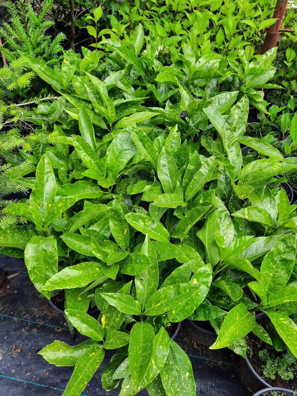 Aucuba japonica, Tuin en Terras, Planten | Struiken en Hagen, Ophalen, Laurier