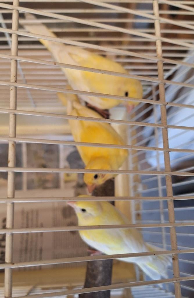 Jonge gele kanaries, Dieren en Toebehoren, Vogels | Kanaries, Geslacht onbekend, Kleurkanarie