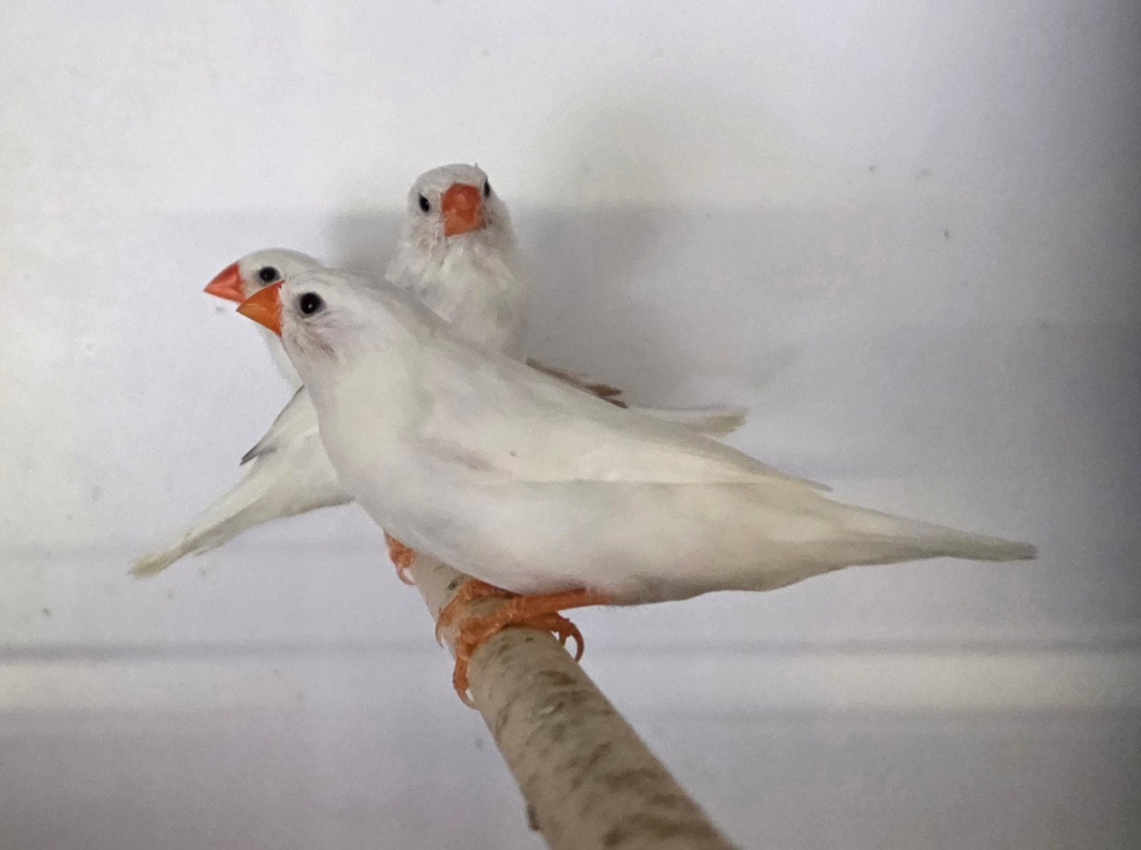 3 jonge witte bonte zebravinken, Dieren en Toebehoren, Vogels | Overige Vogels