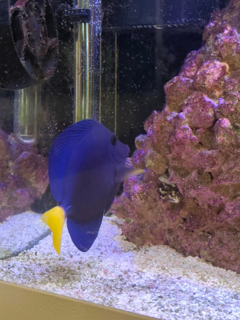Zebrasoma Xanthurum ongeveer 15cm groot, Vis, Zoutwatervis