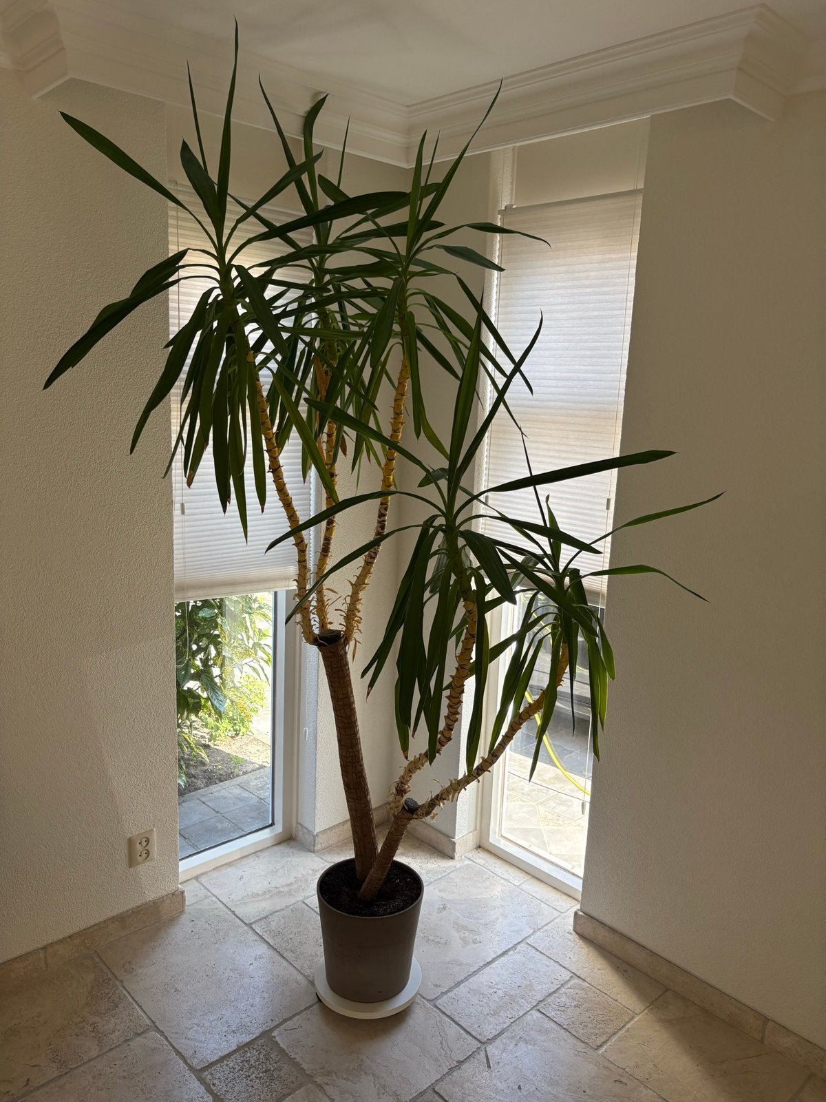 Grote Yucca plant in pot - Meer dan 200 cm hoog, Huis en Inrichting, Kamerplanten, Ophalen, 200 cm of meer, Halfschaduw, In pot