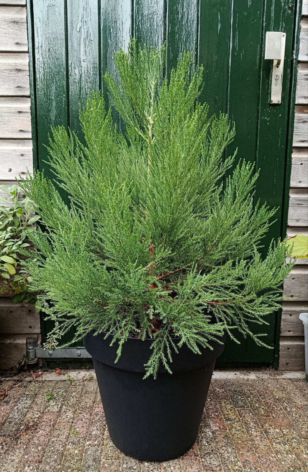 Sequoia giganteum, mammoetboom, Ophalen, Overige soorten, Volle zon