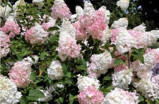 Pluimhortensia 'Phantom', Ophalen of Verzenden, Hortensia, Struik, Minder dan 100 cm
