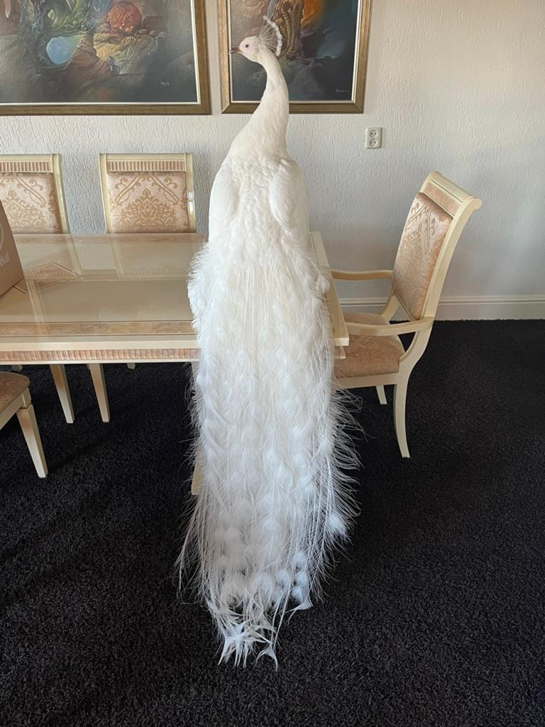 Opgezette Pauw Wit Langstaart Taxidermie, Ophalen, Zo goed als nieuw, Vogel, Opgezet dier