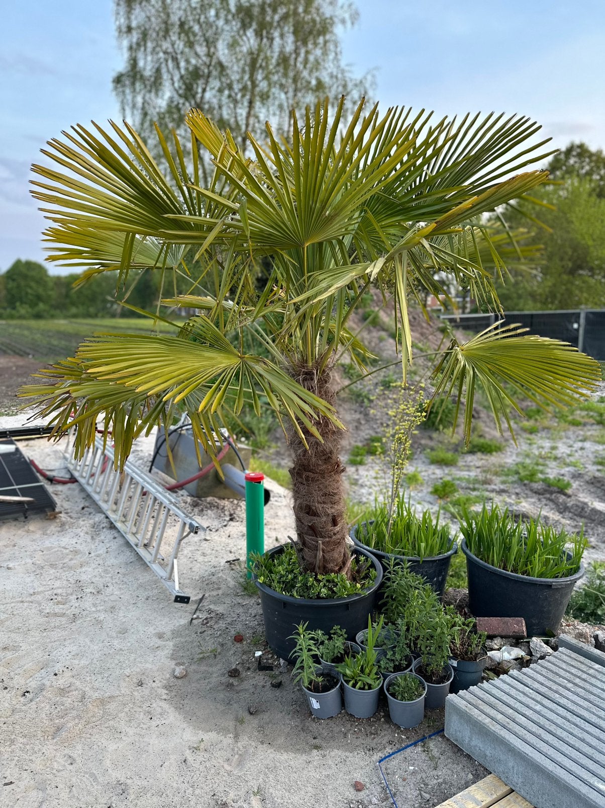 Palmboom, Ophalen of Verzenden, Gehele jaar, Volle zon