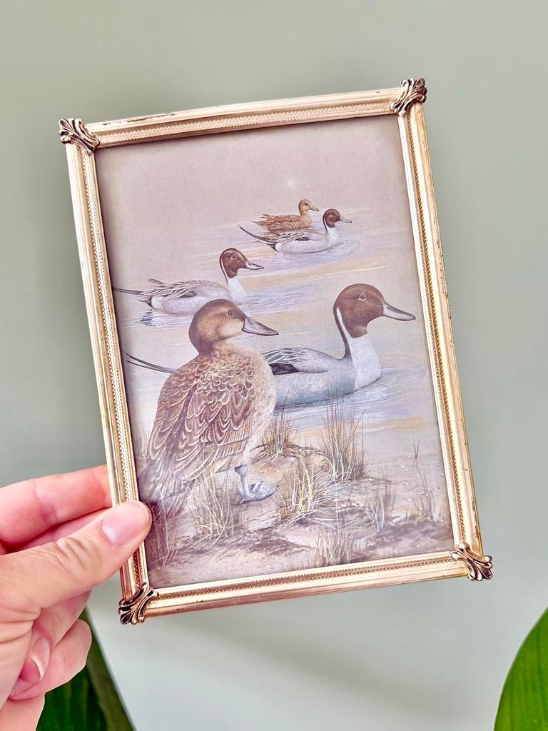 Vintage bolglas fotolijstje lijstje eenden prent, Ophalen of Verzenden, Gebruikt