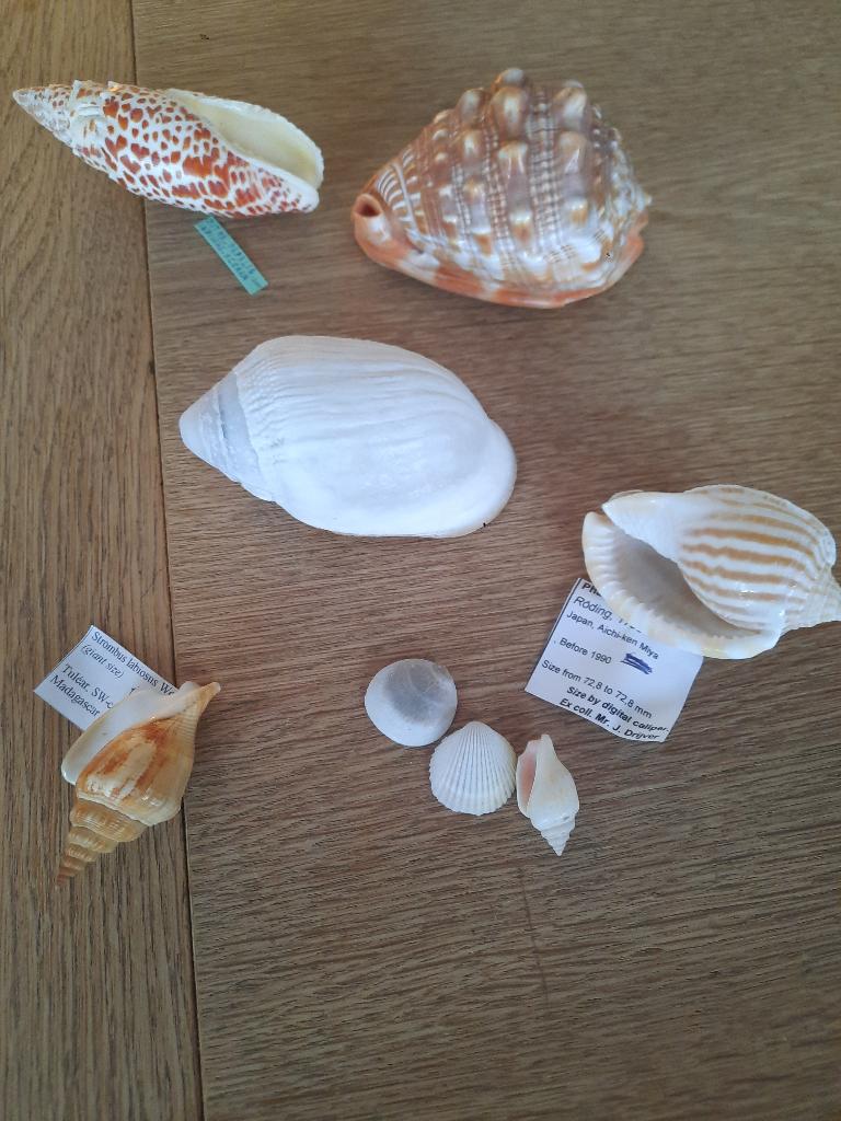 Schelpen uit een goede verzameling, Ophalen of Verzenden, Schelp(en)
