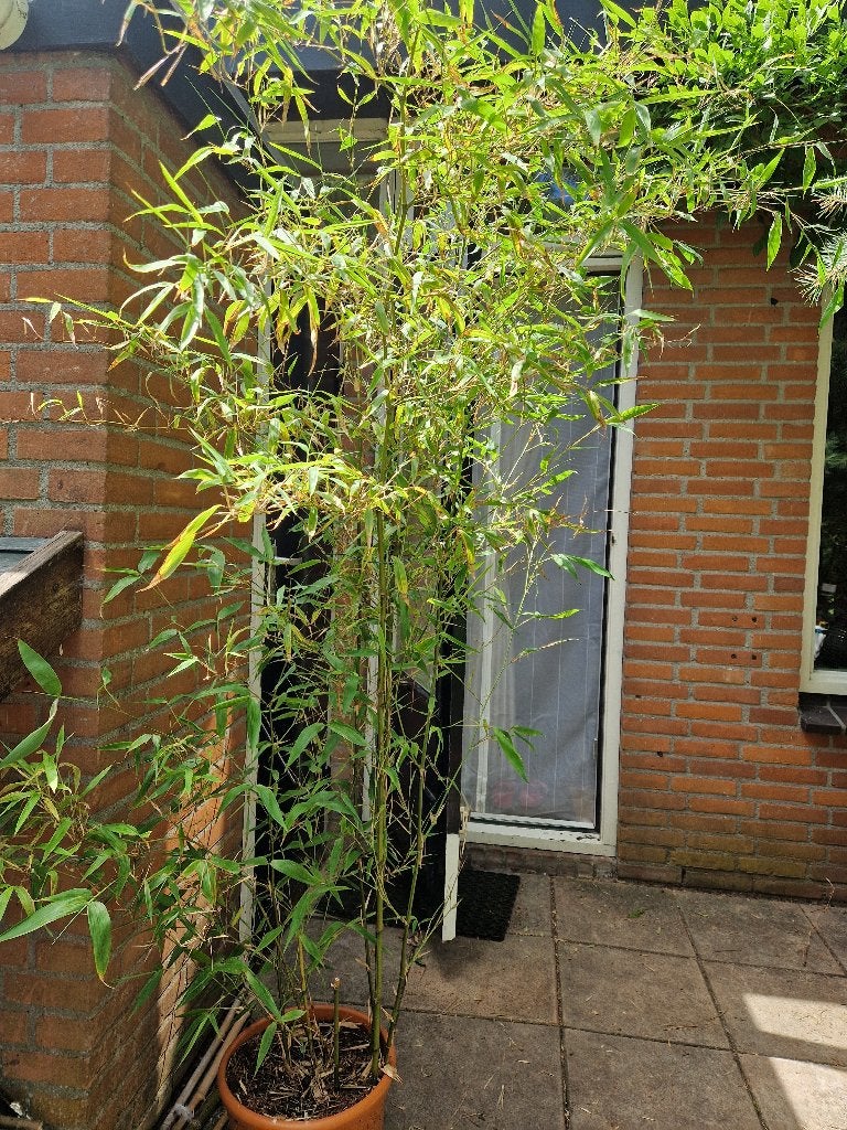 Bamboo Phyllostachys Atrovaginata, Ophalen, Volle zon, Vaste plant, Siergrassen