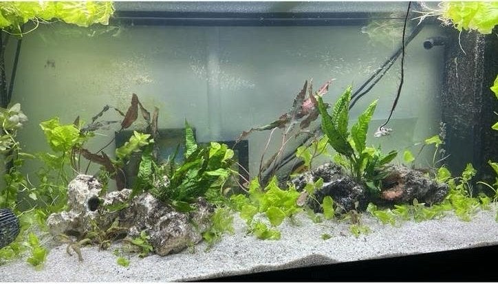 Juwel warmwater aquarium 180 liter, Ophalen, Gebruikt, Gevuld zoetwateraquarium, Inclusief deksel