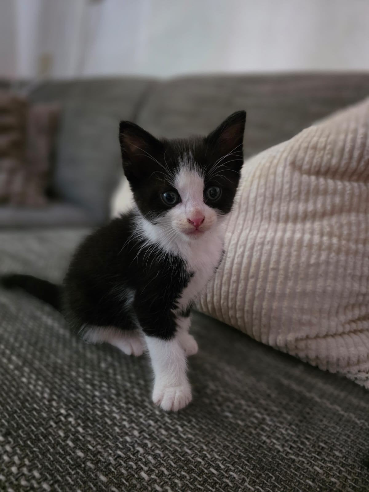 Knappe Ebbe zoekt fijn thuisje, Kater, Kortharig, 0 tot 2 jaar