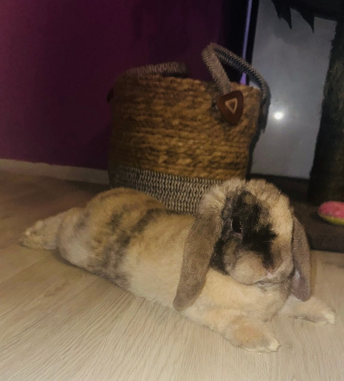 ️🤎🤎Steelt je hart, je sokken én je hooi! mix rex hangoor, Mannelijk, Middelgroot, Hangoor, 0 tot 2 jaar