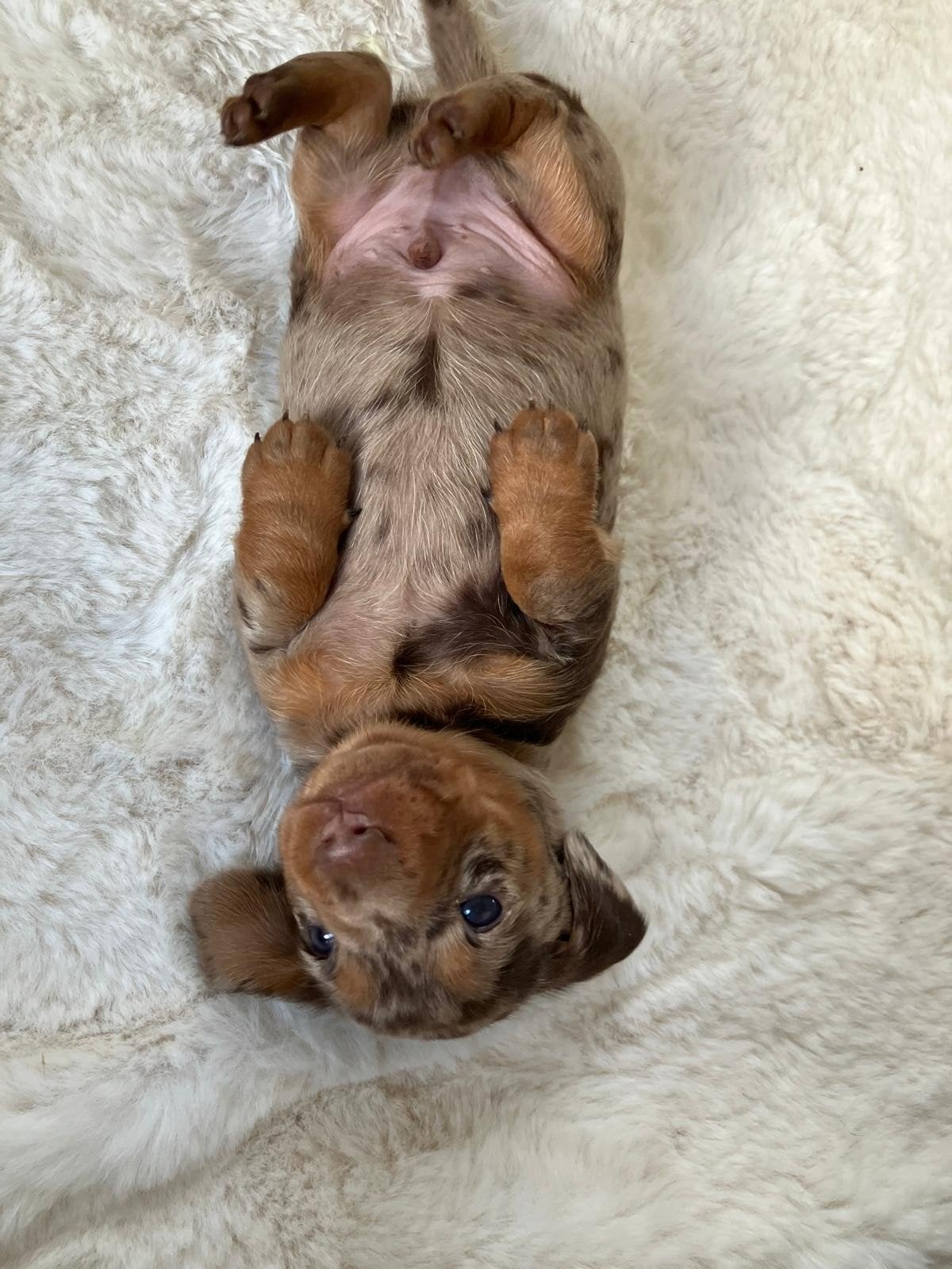 Geweldige teckelpups, Dieren en Toebehoren, 8 tot 15 weken, Korthaar, Dwerg, Meerdere dieren