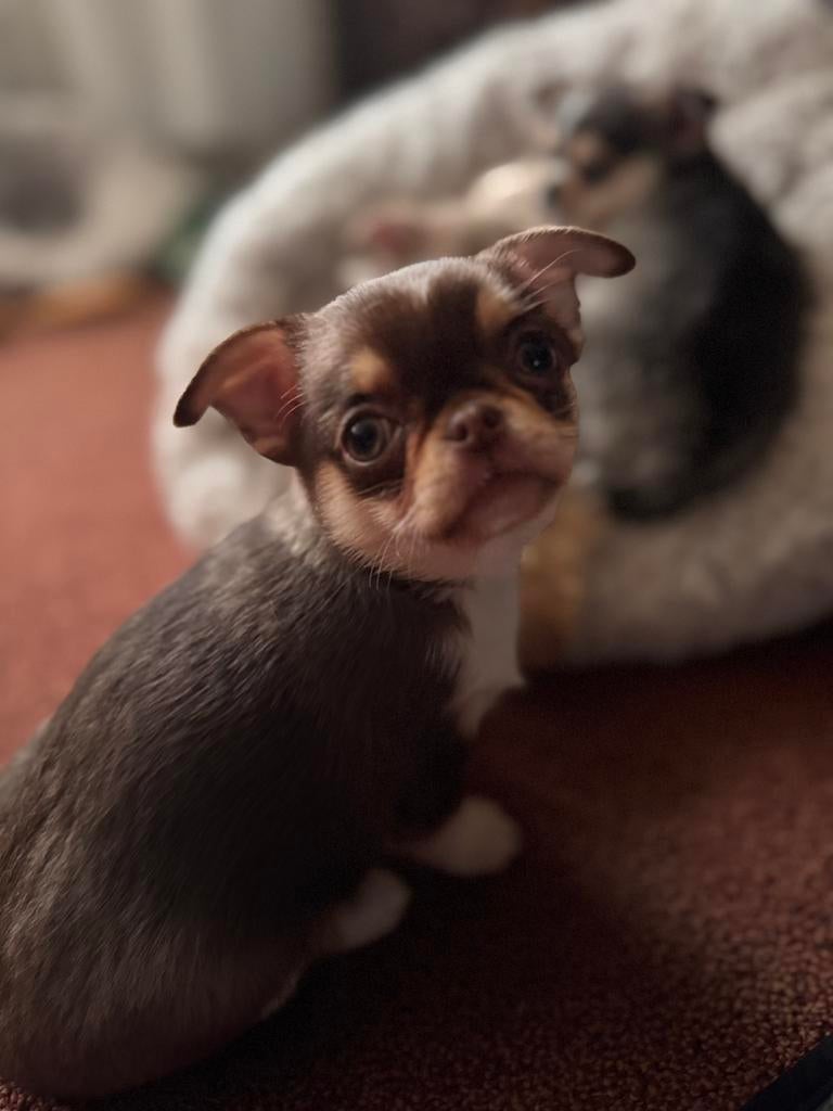 Prachtige rasechte Chihuahua pups, Dieren en Toebehoren, Honden | Chihuahua's en Gezelschapshonden, Parvo, 8 tot 15 weken, Meerdere