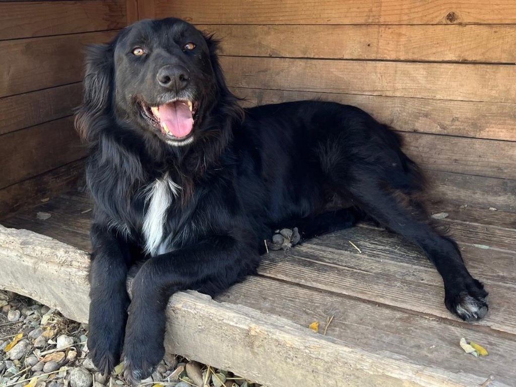 Nero een prachtige lieve hond die wacht op zijn baasjes, Dieren en Toebehoren, Particulier, Reu, Buitenland, Eén hond