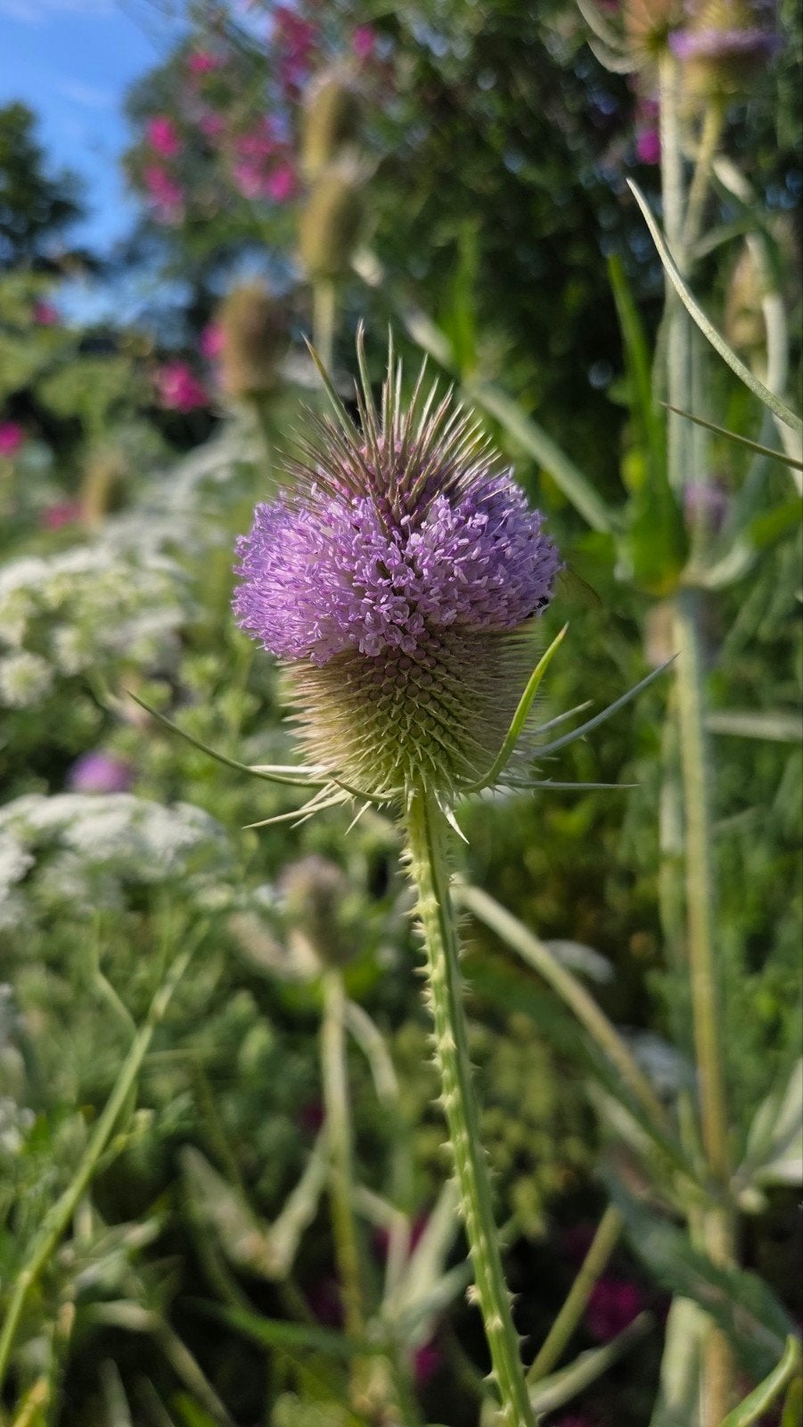 Dipsacus fullonum zaden, grote kaardebol, Ophalen of Verzenden, Volle zon