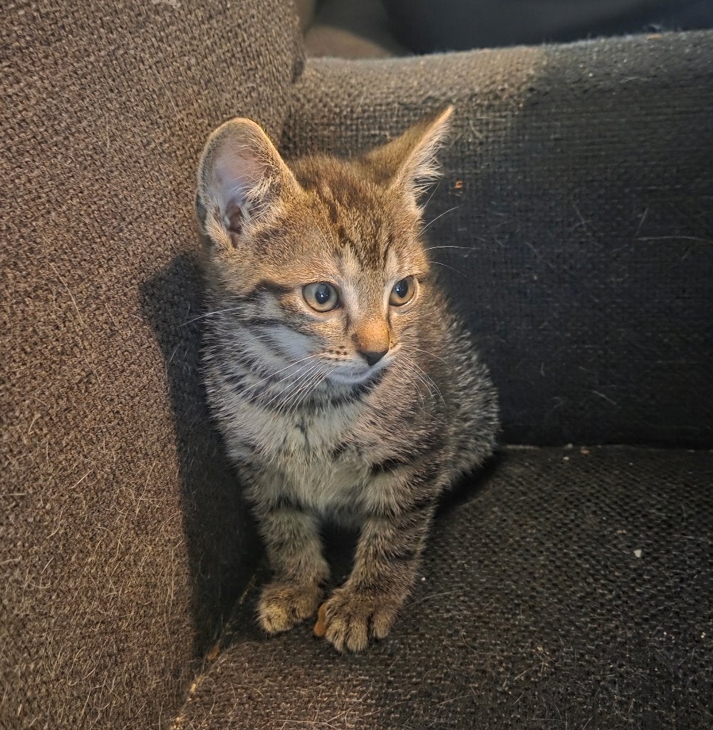 3 kittens, Meerdere dieren, 0 tot 2 jaar