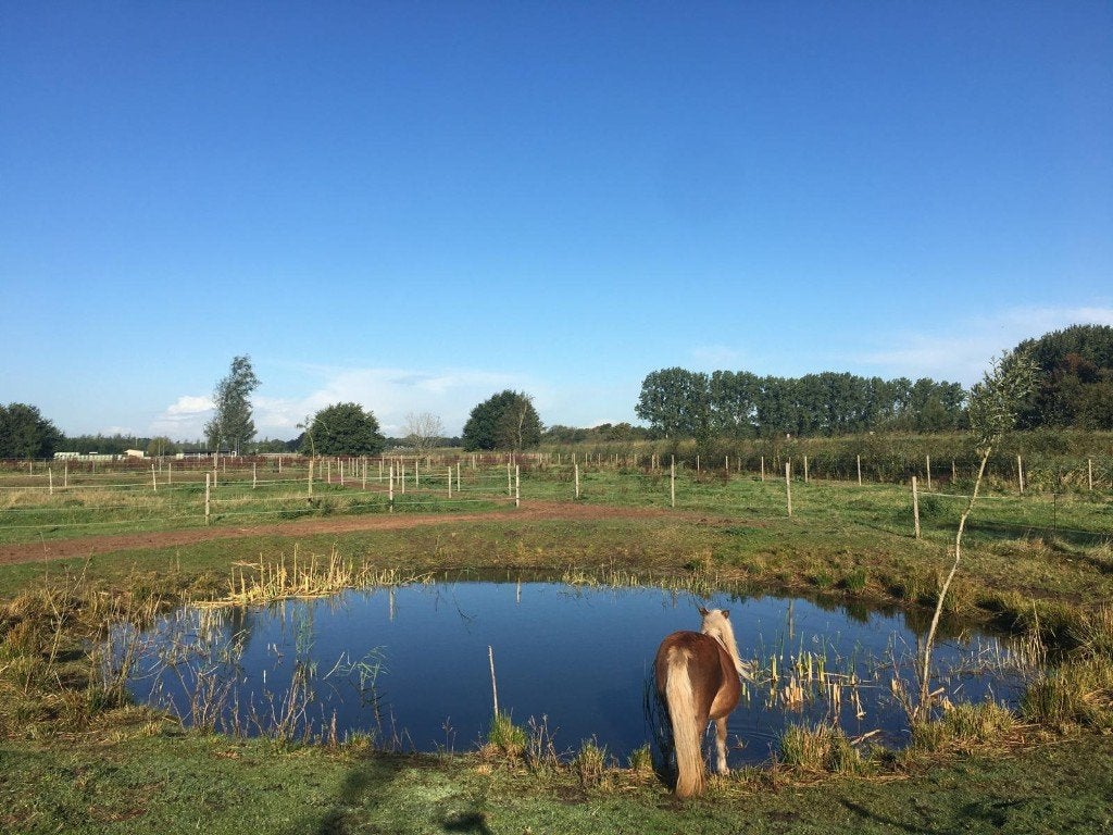 Pensionstalling – Paddock Paradise, Weidegang, 2 of 3 paarden of pony's