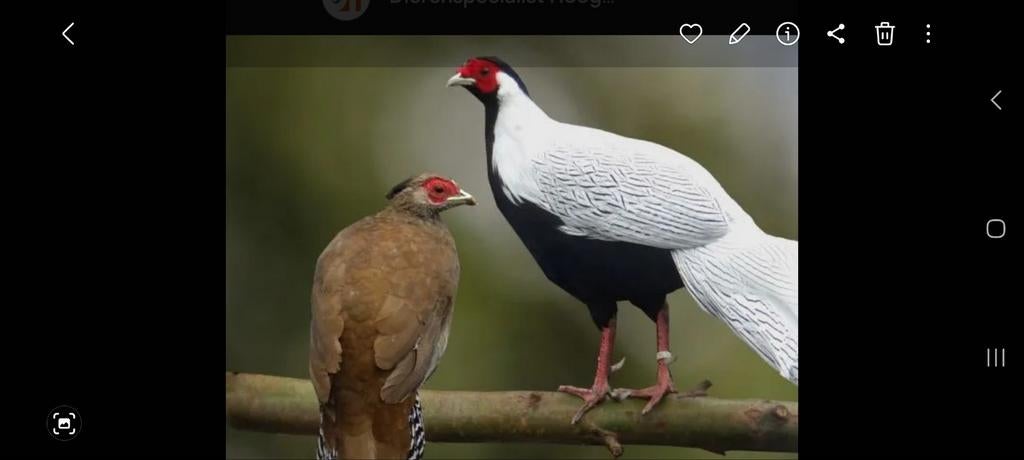 Diverse fazant broedeieren  en zwart vleugel pauw eieren, Dieren en Toebehoren, Geslacht onbekend, Kip