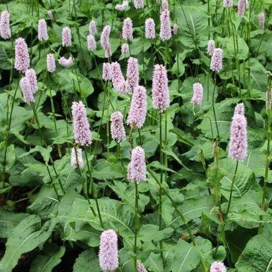 persicaria bistorta 'Superba' roze ( adderwortel), Tuin en Terras, Bloembollen en Zaden, Volle zon, Ophalen