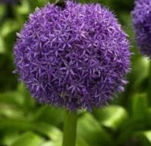 allium globemaster bollen, Ophalen of Verzenden, Najaar, Volle zon, Bloembol