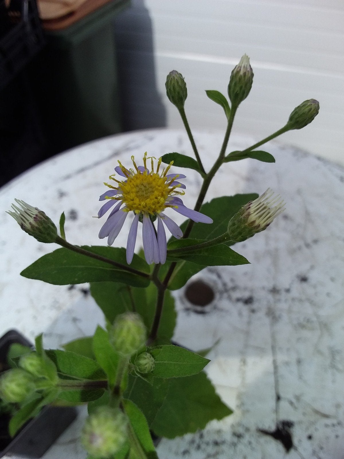 Aster plantje met paarse bloemen en gele kern, Tuin en Terras, Planten | Tuinplanten, Volle zon, Vaste plant, Herfst, Ophalen