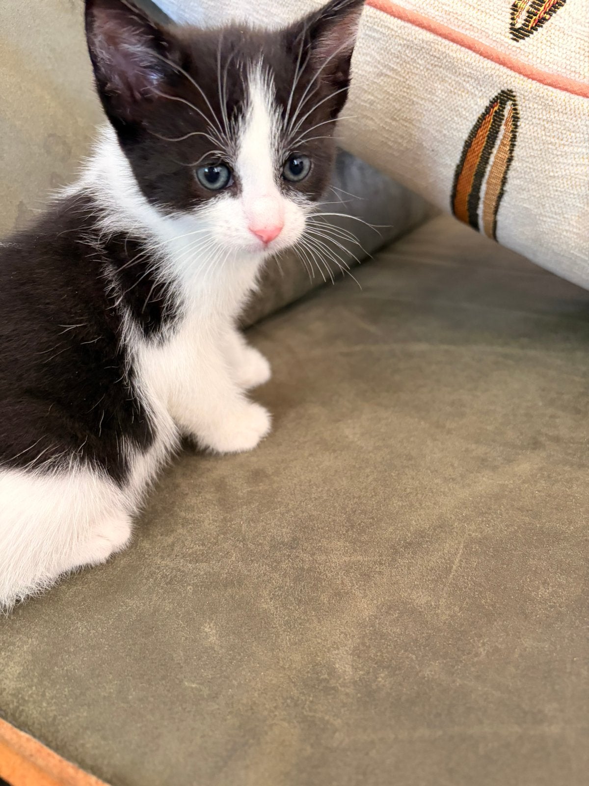 Te Koop Mooie KITTEN VROUWTJE., Poes, 0 tot 2 jaar